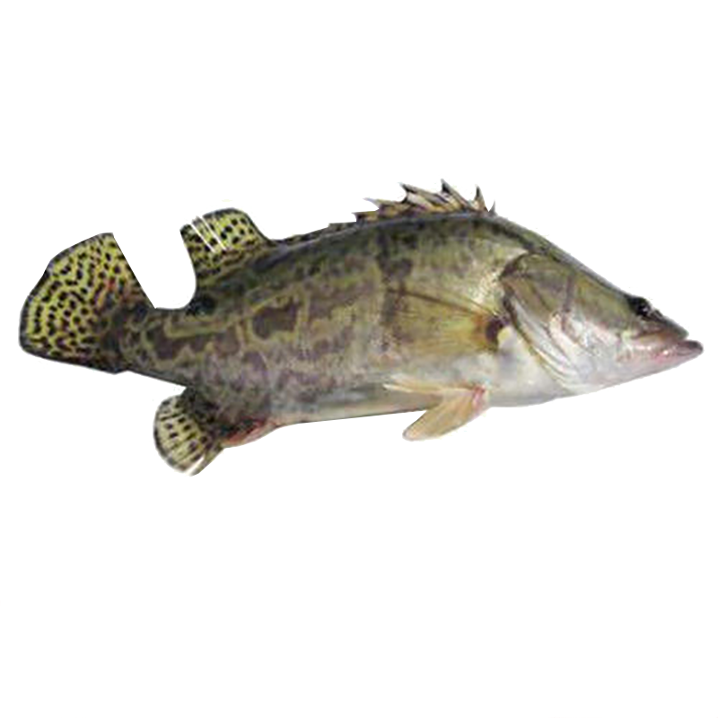 徽满园臭鳜鱼真空装安徽黄山特产桂鱼净膛去腮单条1-1.1斤