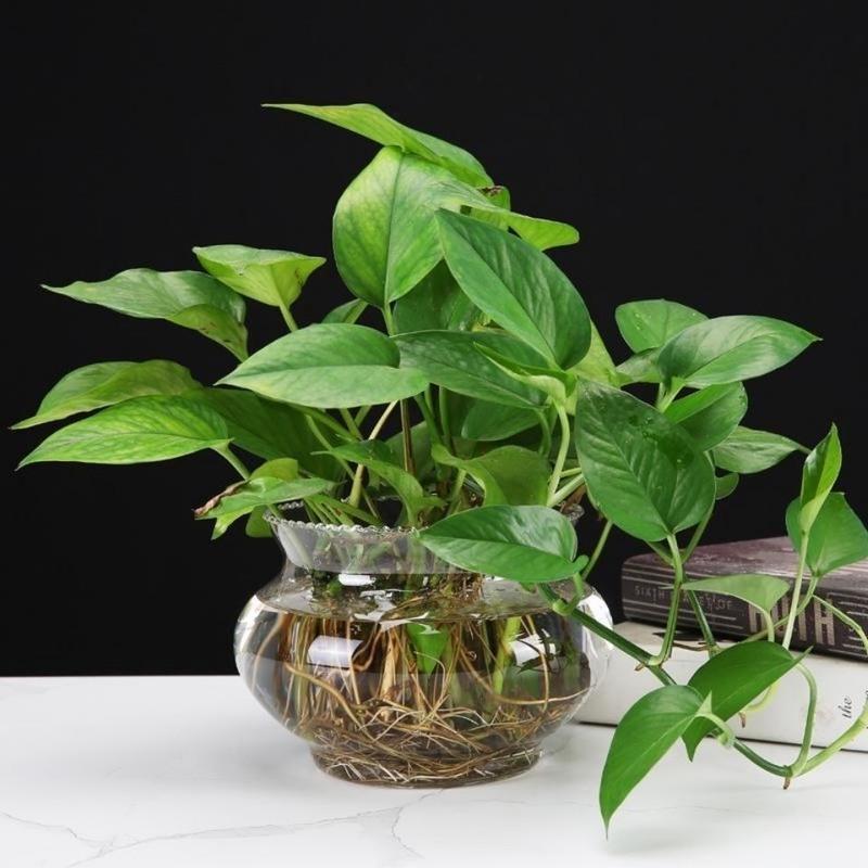 玻璃小鱼缸圆形缸金鱼缸花边水培植物生态水族箱养鱼乌龟特价造景14