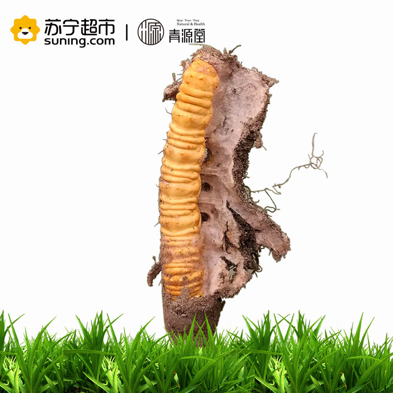 青源堂 冬虫夏草 0.5克/条 40条装 20克 新鲜冬虫夏草青海玉树高海拔雪山虫草正品 可泡酒泡水