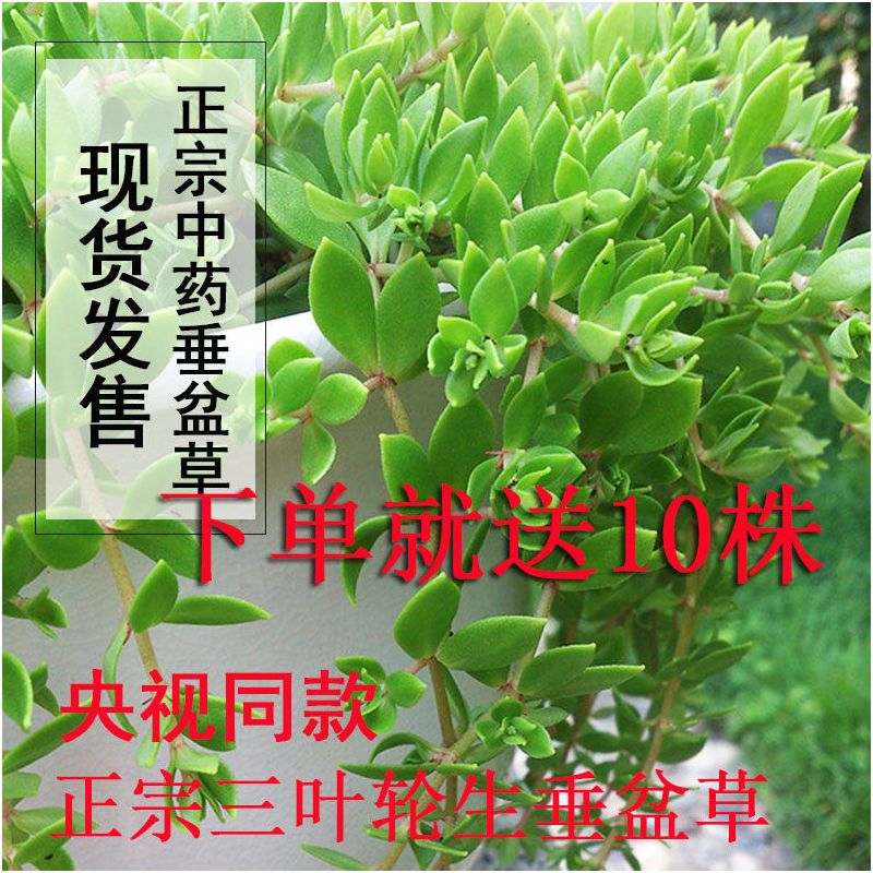 正宗野生中药垂盆草可直接食用可种植垂藤植物现采现发养不死耐活