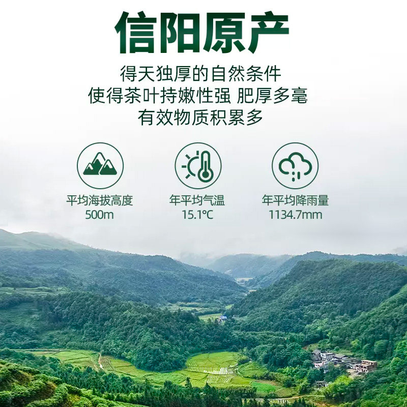 艺福堂信阳原产毛尖 250g/罐