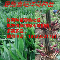 富硒蔬菜洋荷姜种苗种子阳荷姜洋荷根块襄荷茗荷盆栽阳台庭院种植