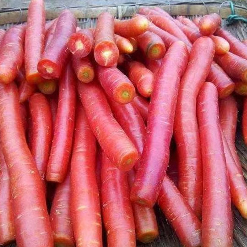 [西沛生鲜]新鲜红萝卜 9斤 红萝卜水果胡萝卜新鲜红罗卜蔬菜生吃水果