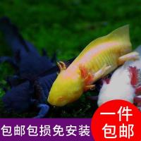 六角恐龙鱼观赏鱼活体金鱼饲料龙鱼锦鲤冷水淡水宠物鱼清道夫 沉底饲料100克