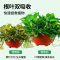 [补贴10%]绿萝营养液肥料专用肥植物盆栽绿箩营业液花肥料家用土水培养花用