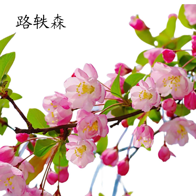 路轶森 海棠树 5公分 棵高清大图