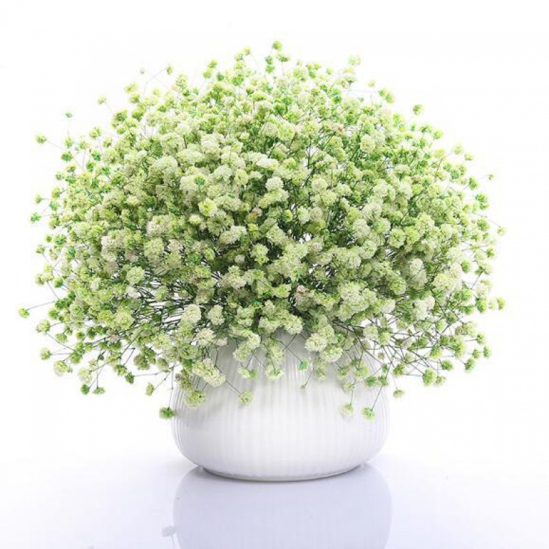 满天星种子庭院易种四季开花种籽盆栽花卉室内外植物种子 绿色满天星