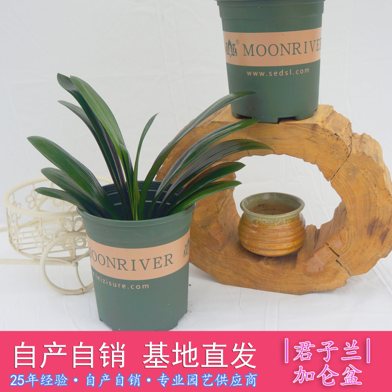 君子兰绿植花卉盆栽室内净化空气兰花水培植物开花君子兰盆栽耐干易养不易死