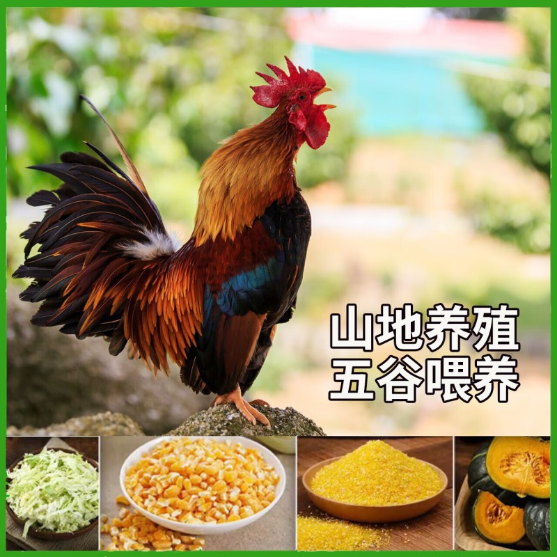 黑脚公鸡 袋装500g高清大图