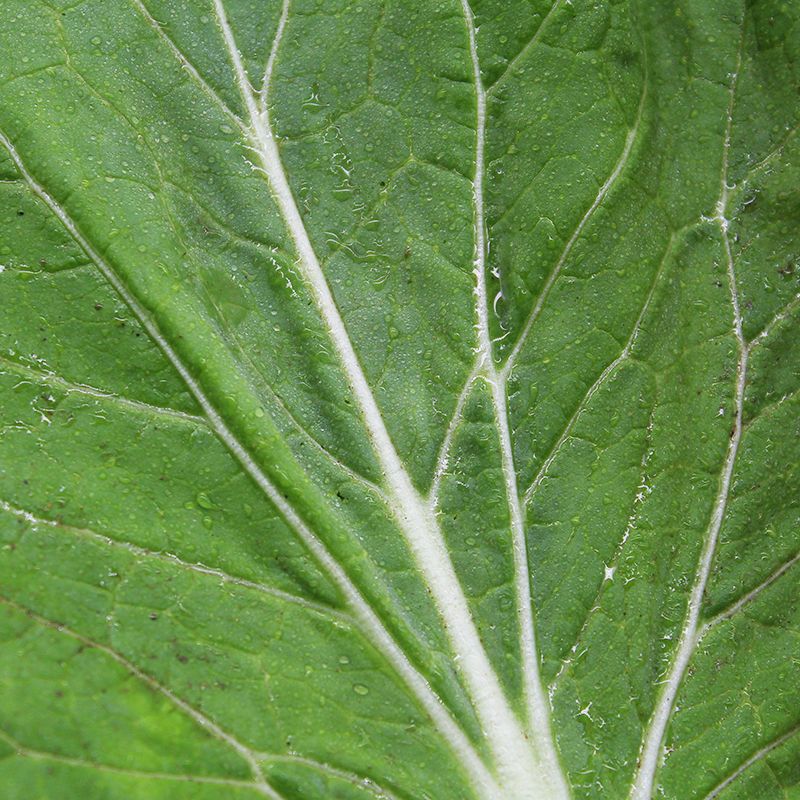 白菜叶50片白菜叶饭包东北大白菜叶子新鲜蔬菜农家大饭包菜叶