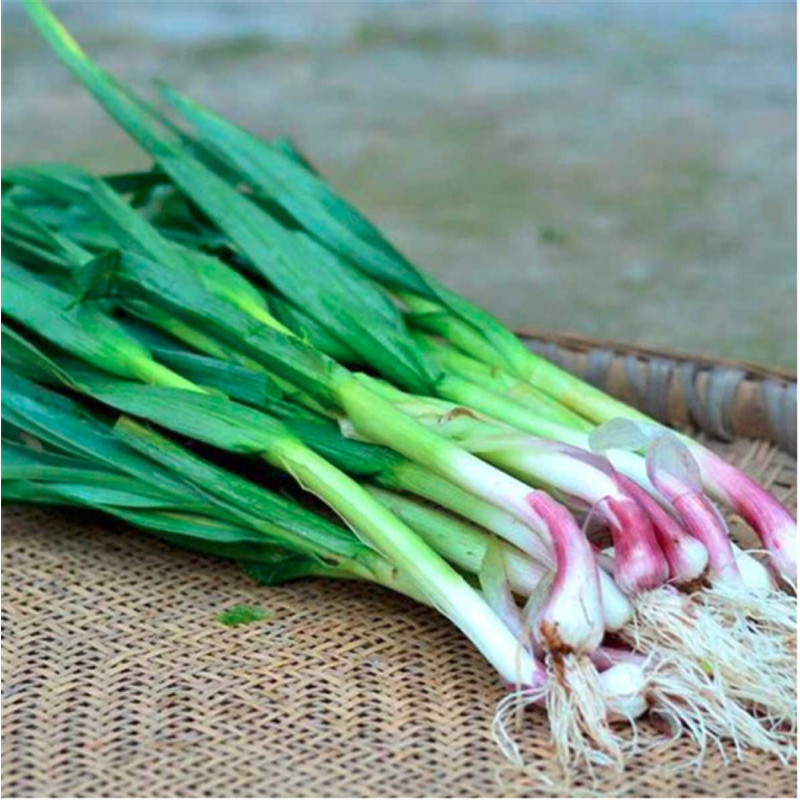 蒜苗25斤件单位件视频