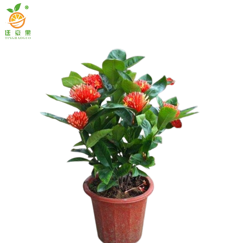 廷豪果 龙船花盆栽 40cm高 /盆高清大图