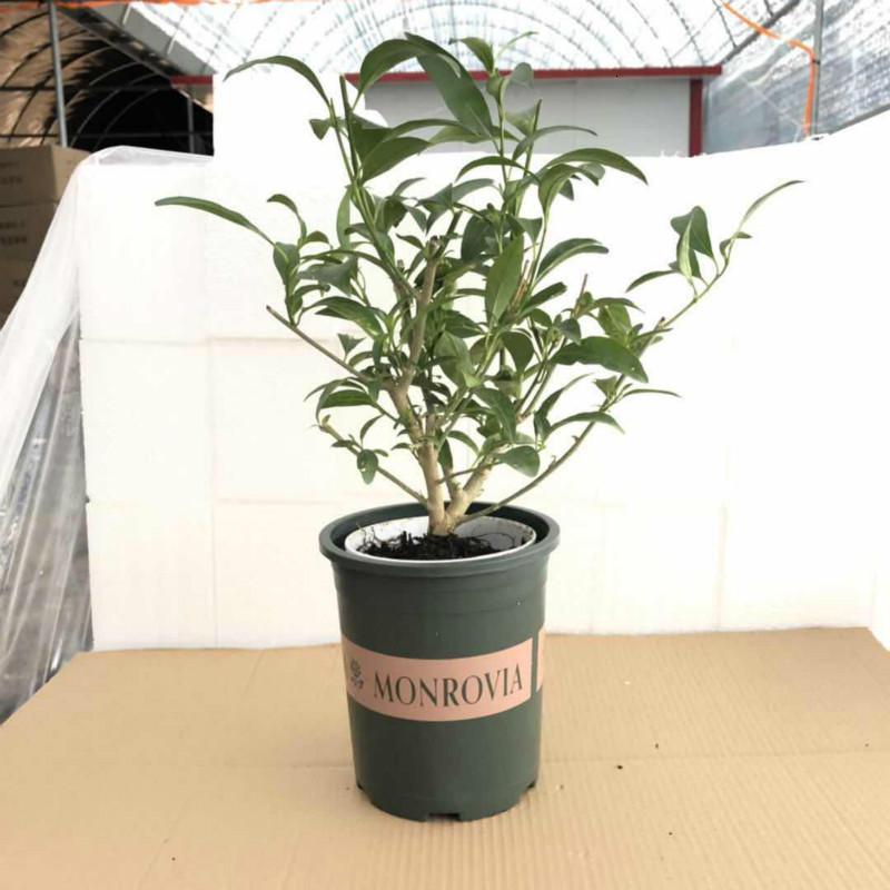 回固园艺用品回固室内外虫苍蝇植物香绿植花卉迷迭香薄荷清香木盆栽夜来香5年苗不含盆 价格图片品牌报价 苏宁易购益润园艺用品专营店