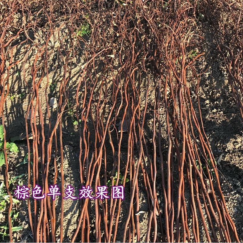18新款龙柳龙柳干枝假树枝装饰白色干花龙桑装饰隔断橱窗装饰树枝2.2米白色加粗50支干树枝