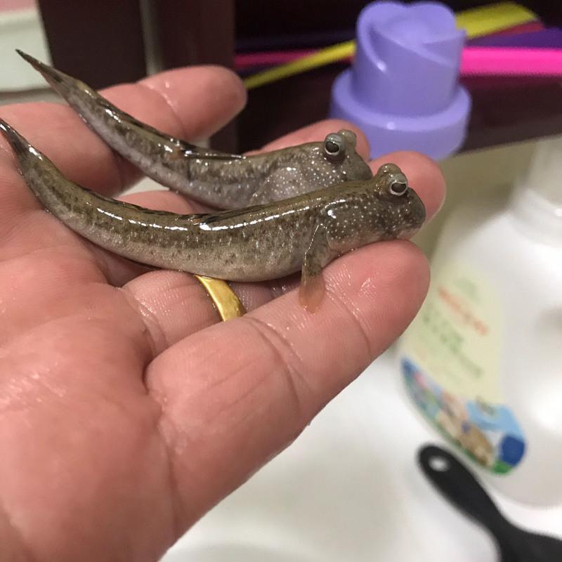 热带观赏跳跳鱼弹涂鱼滩涂鱼活体宠物鱼爬宠饲养盒水陆缸打洞沙 大小