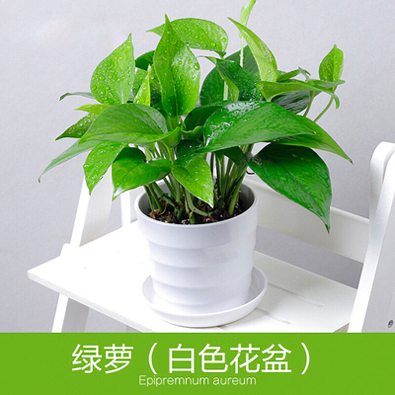 大绿萝盆栽室内常青藤水培植物吊兰花卉大叶长藤清新空气绿箩绿萝白色