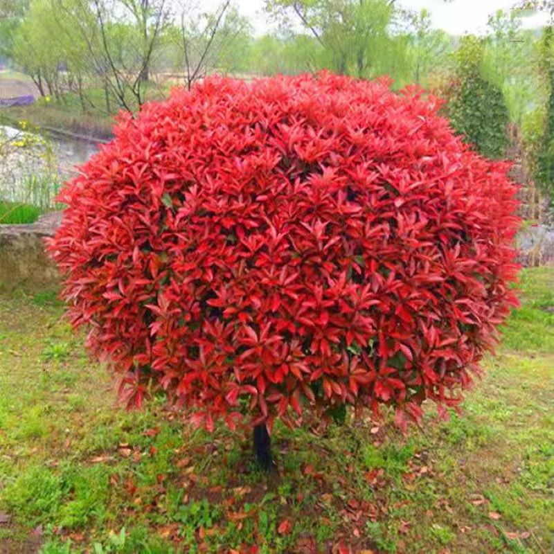 诚智旺 红叶石楠球 冠幅80cm /棵高清大图
