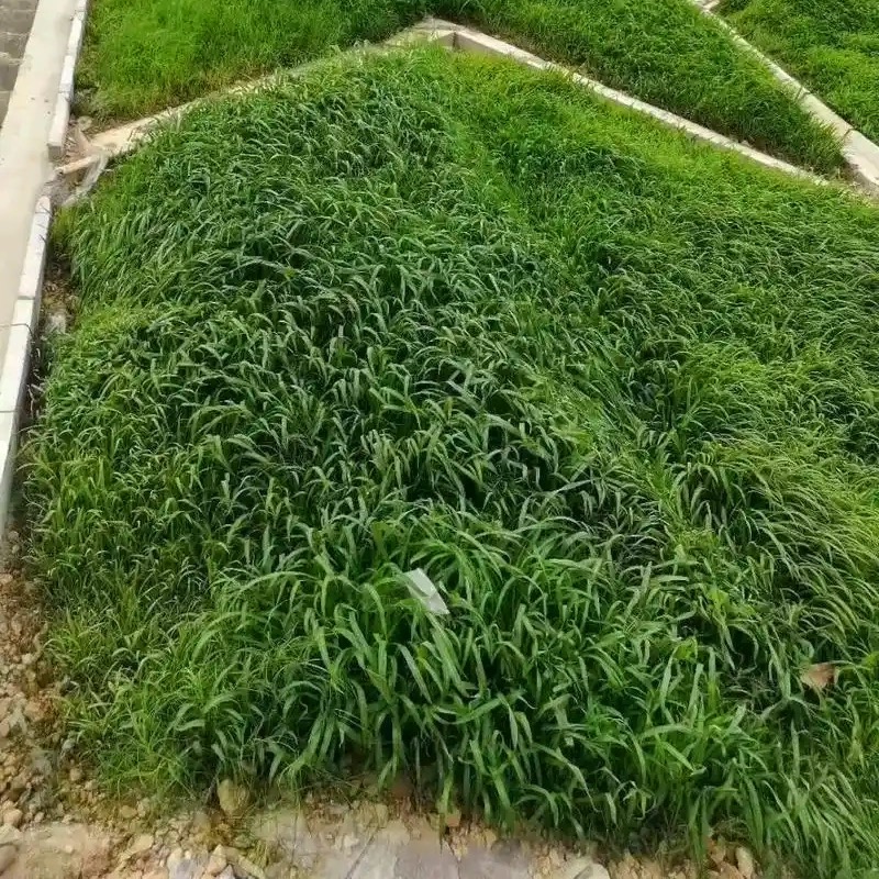 诚智旺 宽叶草籽(边坡专用)净籽/千克高清大图