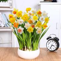 水仙花种球 洋水仙水养 植物球根室内水培花卉冬季盆栽种