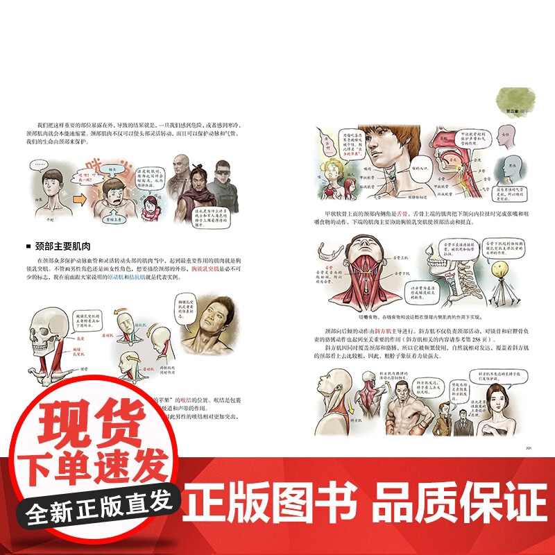 艺用解剖学笔记 韩国大触石政贤 伯里曼的黄金搭档 绘画理论图谱 人体结构素描教程人体肌肉李哲图书 北京科学技术出版社现高清大图