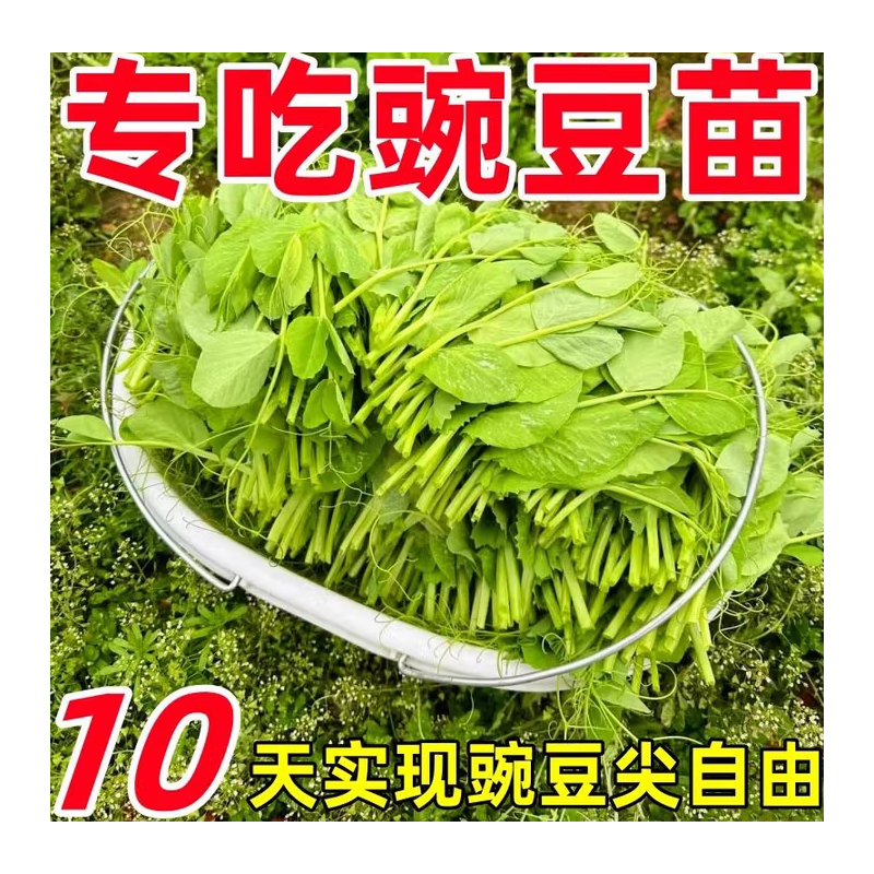 豌豆种子 250克/袋高清大图