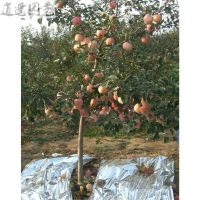 苹果树苗南方北方种植红心黄元帅烟富8号苹果苗盆栽苹果树苗十年苗备注品种51cm(含)-80cm(含)