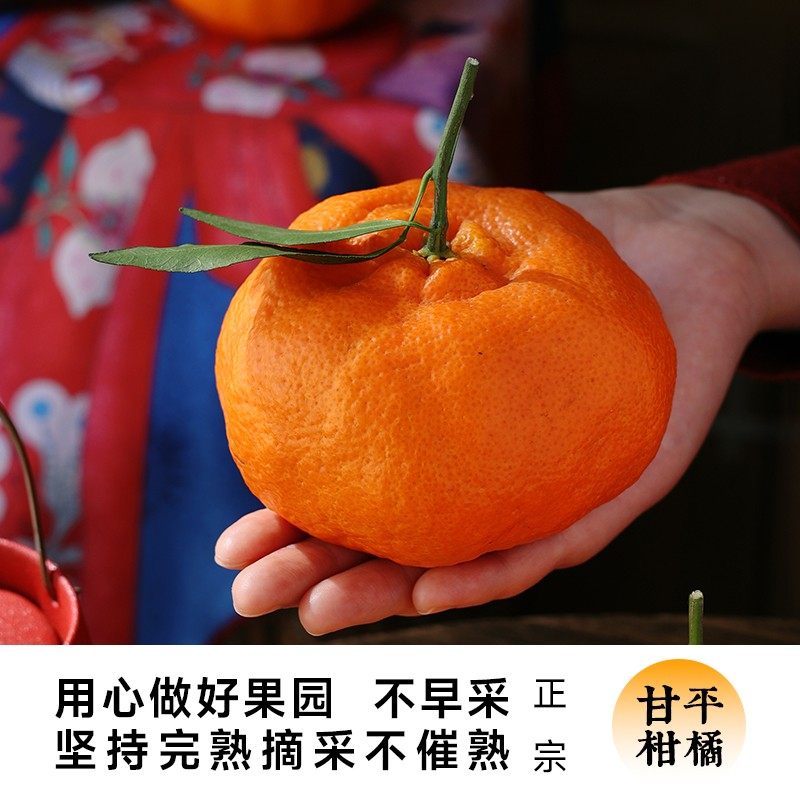 [西沛生鲜]四川甘平皇后柑橘 净重5斤 果王 单果100mm+ 产地精选 甜美多汁 坏果包赔高清大图