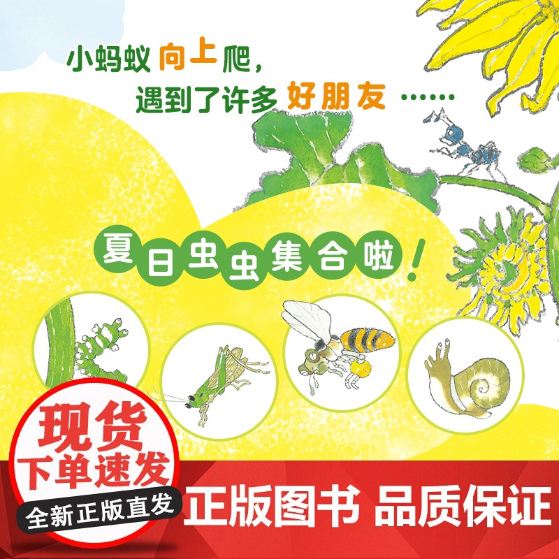 小蚂蚁向上爬(活力满满的早安绘本,每个孩子都是元气宝宝,属于低龄宝宝的自然认知绘本,大开本竖翻书,一场书页间的向日葵观高清大图