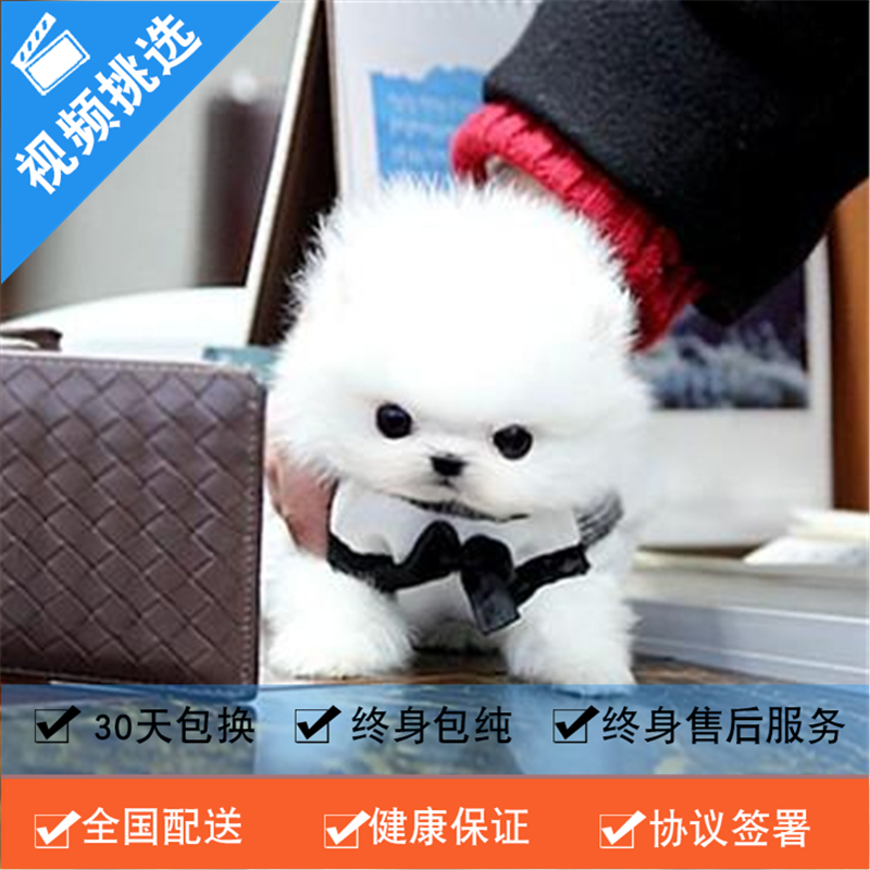 麦比佳 纯种哈多利系球体博美犬活体宠物 茶杯博美犬 日系俊杰双血统长不大的茶杯狗白色博美犬 赛级博美活体狗狗纯种博美犬