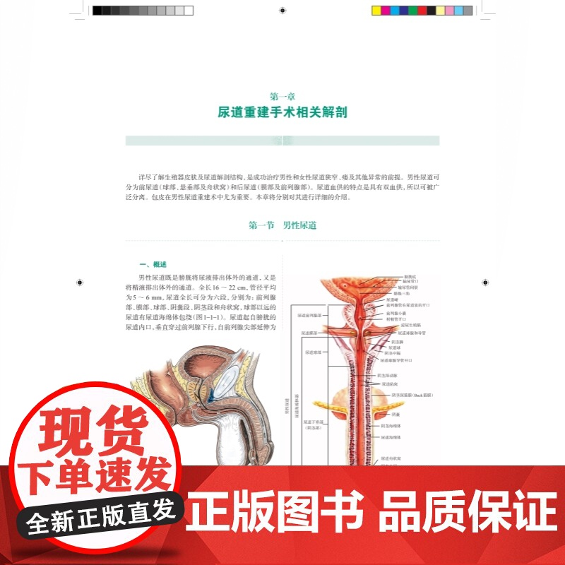 尿道修复重建外科学 泌尿外科学疾病泌尿系统外科手术上海科学技术出版社临床医学高清大图