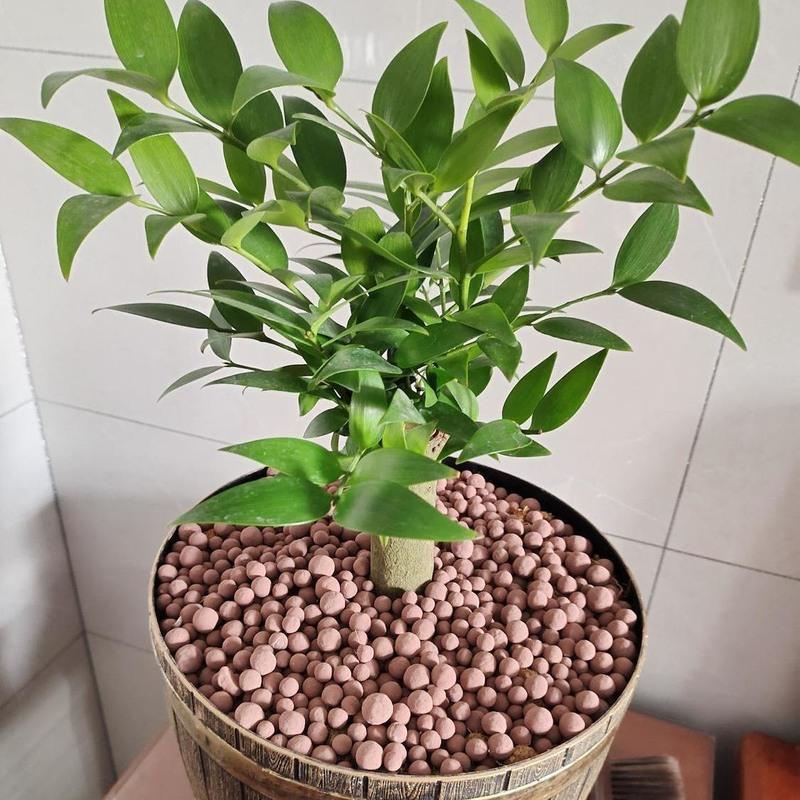 图书>家庭/家居>家庭园艺>图书其它>园艺陶粒陶碳球多肉植物盆栽负