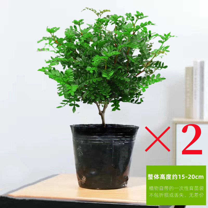清香胡椒木盆栽花卉室内外驱蚊草植物树苗老桩盆景九里香绿植客厅 默认 【特惠2盆】3年清香驱蚊壮苗（原土不含盆）送营养肥