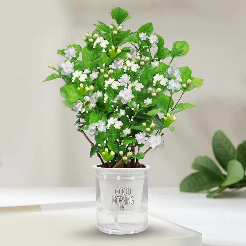 茉莉花苗盆栽带花苞九里香老桩驱蚊花卉植物室内浓香四季开花物内 含盆 带花苞发货茉莉花6年苗5棵PVC自吸水盆+肥料