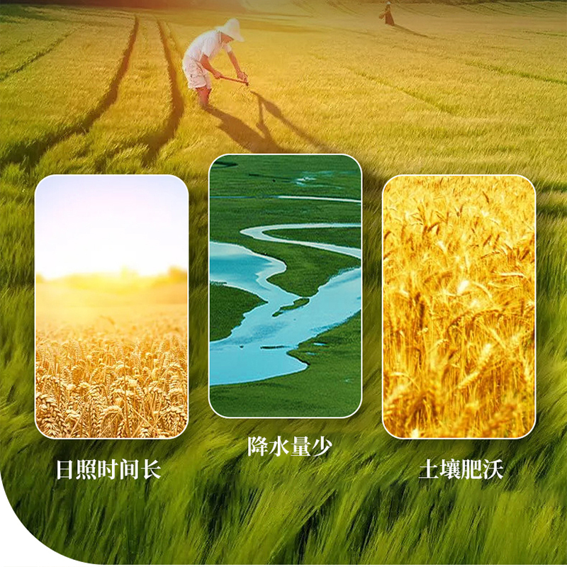 五得利(WUDELI) 五星多用途小麦粉5kg*1袋包子饺子馒头家用面粉麦香浓郁10斤袋装