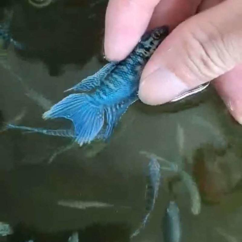 中国斗鱼蓝蛇纹斗鱼耐养易活无需打氧活体淡水观赏鱼 蓝蛇纹5-6公分1条