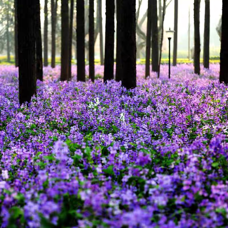 诚智旺 二月兰花籽 500g /袋高清大图