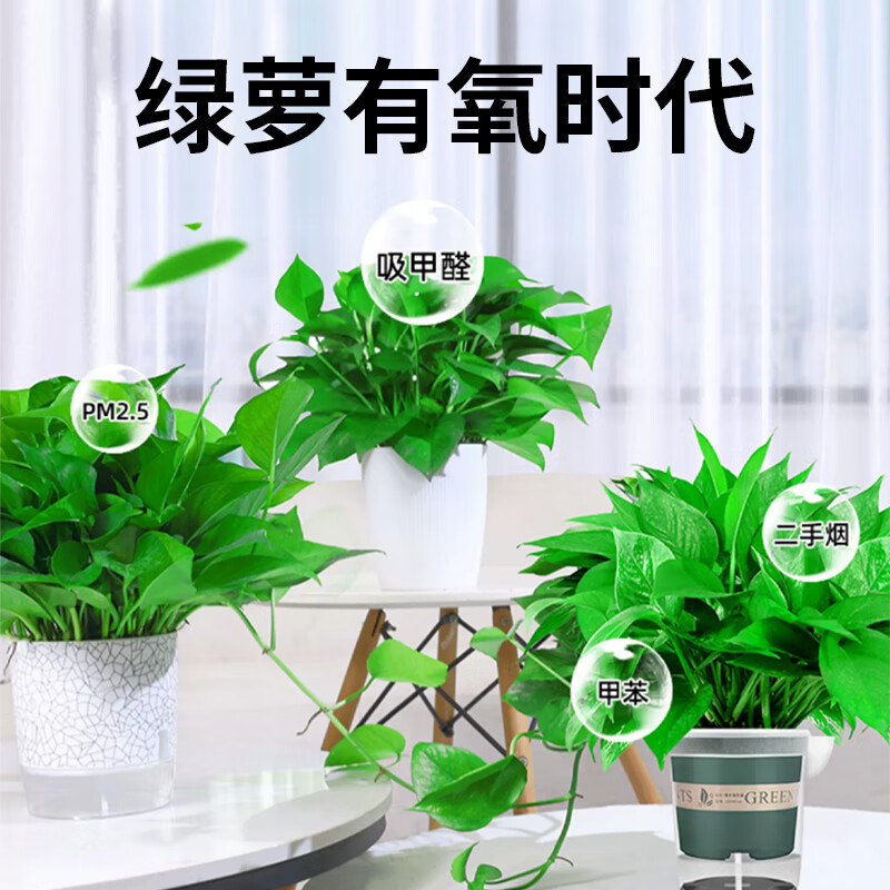 双盟 绿萝盆栽绿植办公室新房净化空气 180加仑2盆装高清大图
