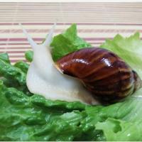 养殖厂供应精选大白玉蜗牛宠物饲养,学生观察 5厘10只装