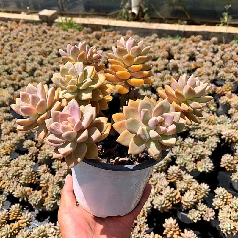 多肉植物　淡雪群生 多肉植物。 淡雪。 群生