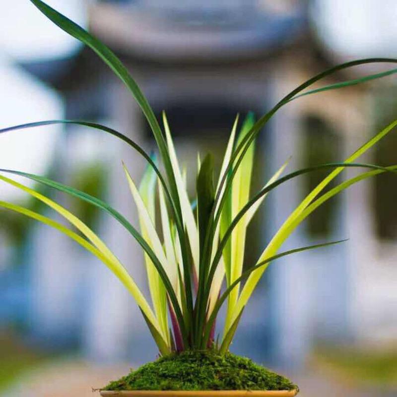兰花基地直发花艺双全名贵兰花苗草好养活室内花卉阳台盆栽绿植物 1苗不带艺 试养