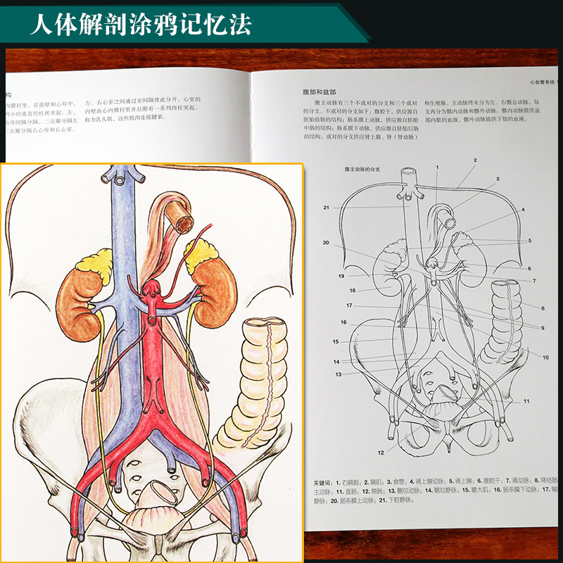 [正版]完全人体解剖涂色书 素描基础教程彩铅绘画手绘入门完全人体解剖图谱秘密花园伯里曼艺用人体结构教学工具临床医学解剖