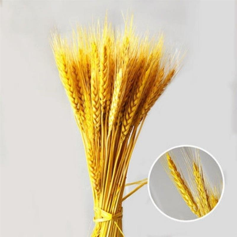 麦穗干花花束金色大麦客厅装饰开业花瓶摆件桌面花艺插花真花|原色 50支