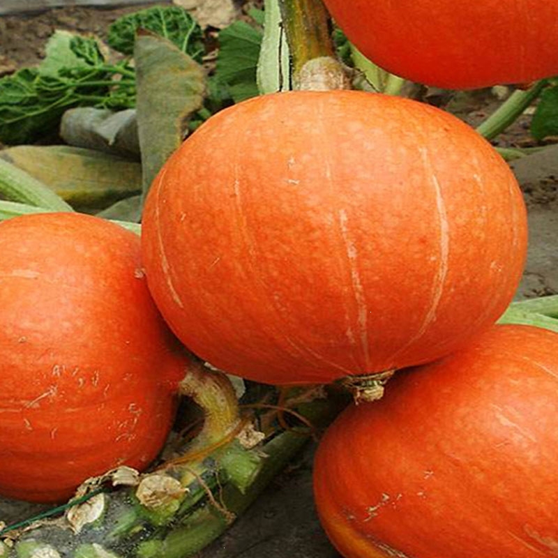 回固南瓜种子高产香甜板栗南瓜种籽南瓜苗春秋四季盆栽花毛茛蔬菜种孑