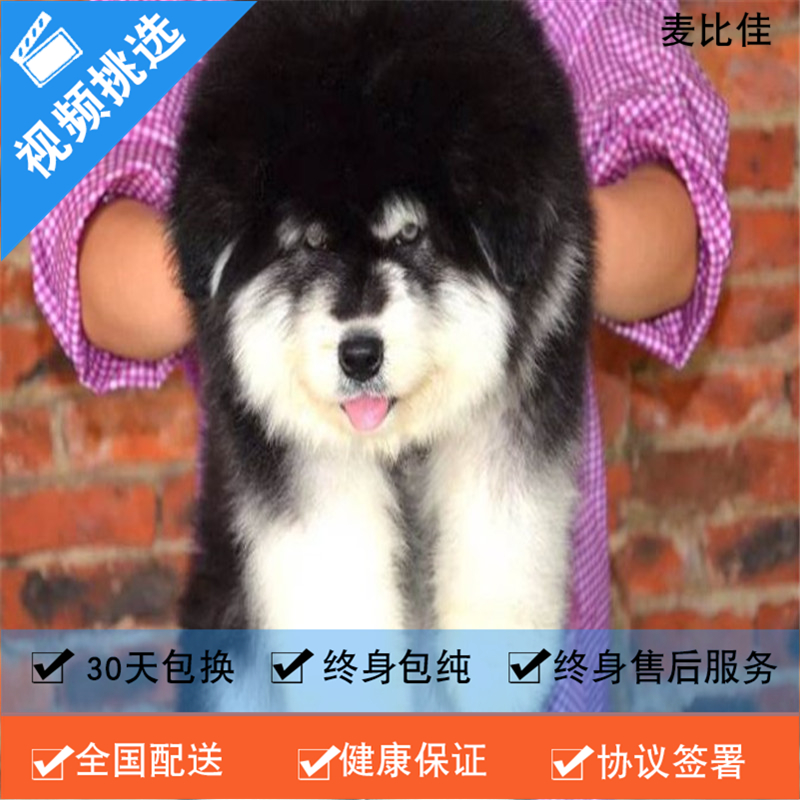 麦比佳 纯种巨型阿拉斯加幼犬活体宠物 熊版十字脸阿拉斯加雪橇犬 双血统烟灰色桃脸阿拉斯加幼崽 巨大型雪橇犬终身包纯种AA高清大图