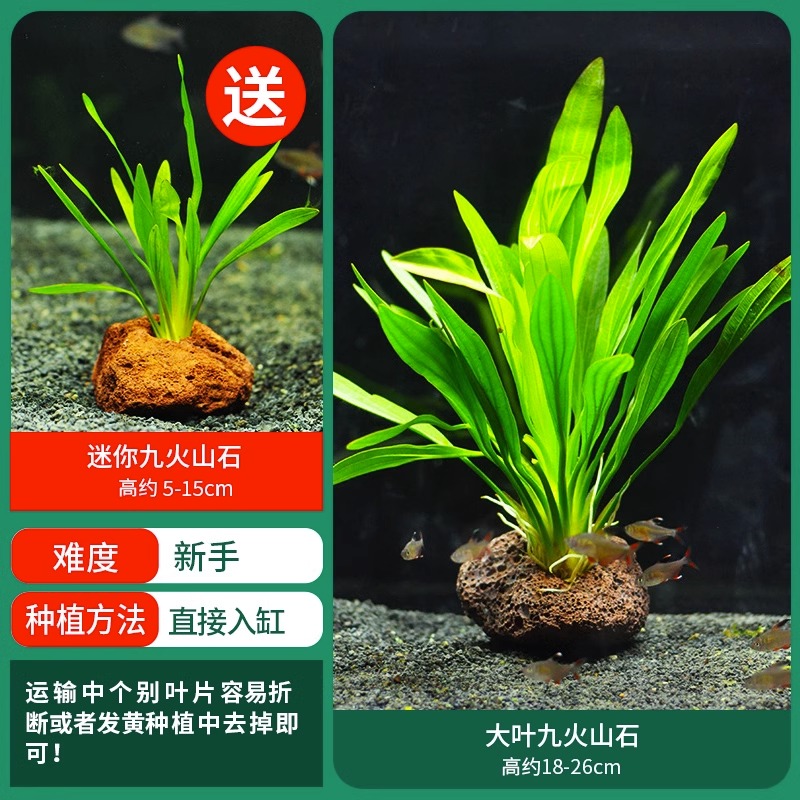 水草植物鱼缸造景莫斯阴性水榕沉木蜈蚣水培懒人增氧乌龟真草缸 超值特惠大叶九冠送迷你九火山石 均码