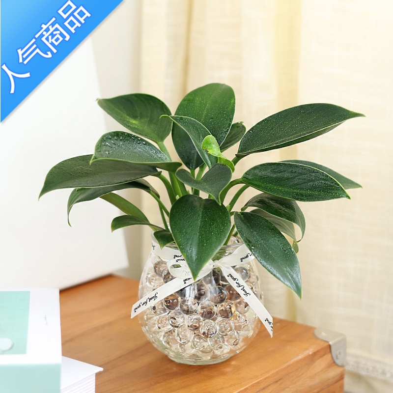 Yicheng 推荐 绿镜水培植物室内花卉盆栽易活四季绿植客厅好养除甲醛花图片 高清实拍大图 苏宁易购