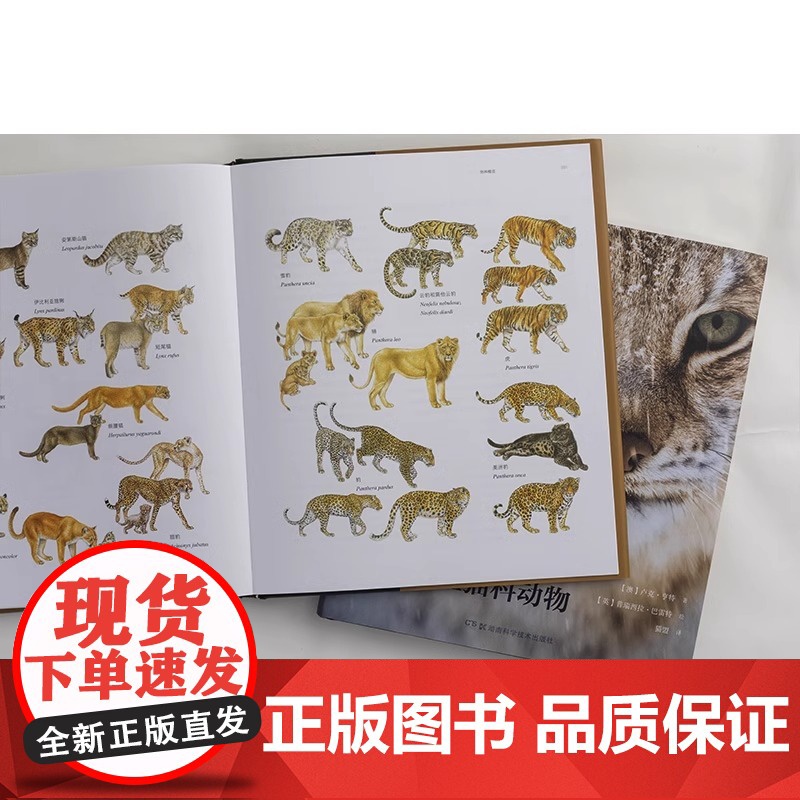 世界野生猫科动物中国国家地理全景猫盟百科全书珍惜野生哺乳动物猫科动物种类大全生物图鉴书籍神秘野生动物大猫咪图书集DL高清大图
