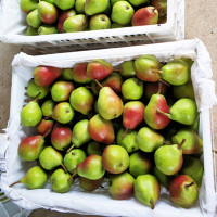希悦果品 山东茄梨 太婆梨 带箱4斤装 入口软糯香甜 好吃的精品梨