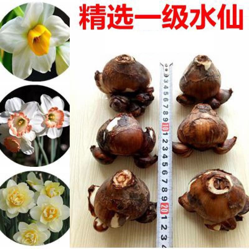 水仙花种球水培室内盆栽水仙种球四季花种子水养植物花卉洋 水仙种球一个图片