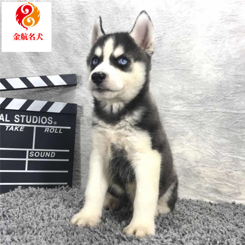 纯种哈士奇 哈士奇幼犬活体 宠物犬二哈宠物狗 双血统哈士奇蓝眼三把火好 红色 黑色 灰色哈士奇